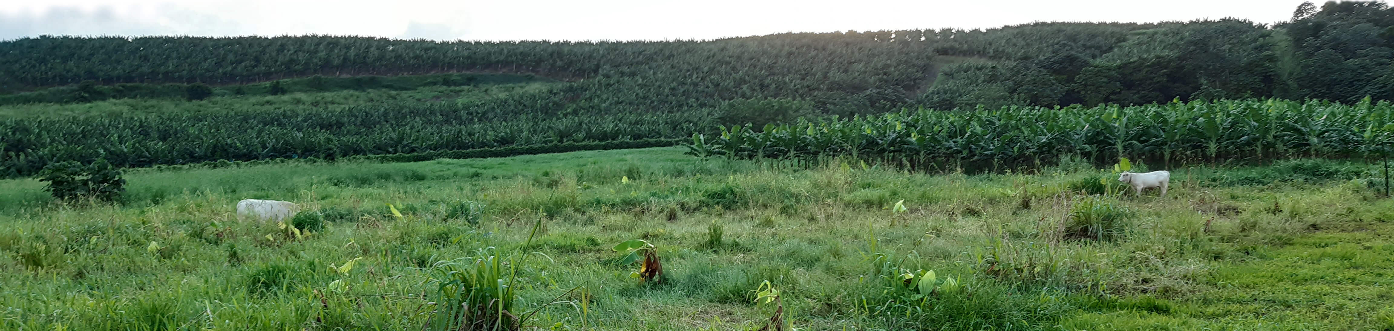 Site de Rivière Lézarde